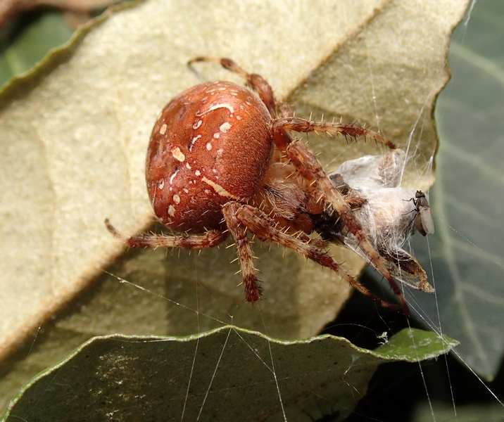 Araneus diadematus con preda e ospite